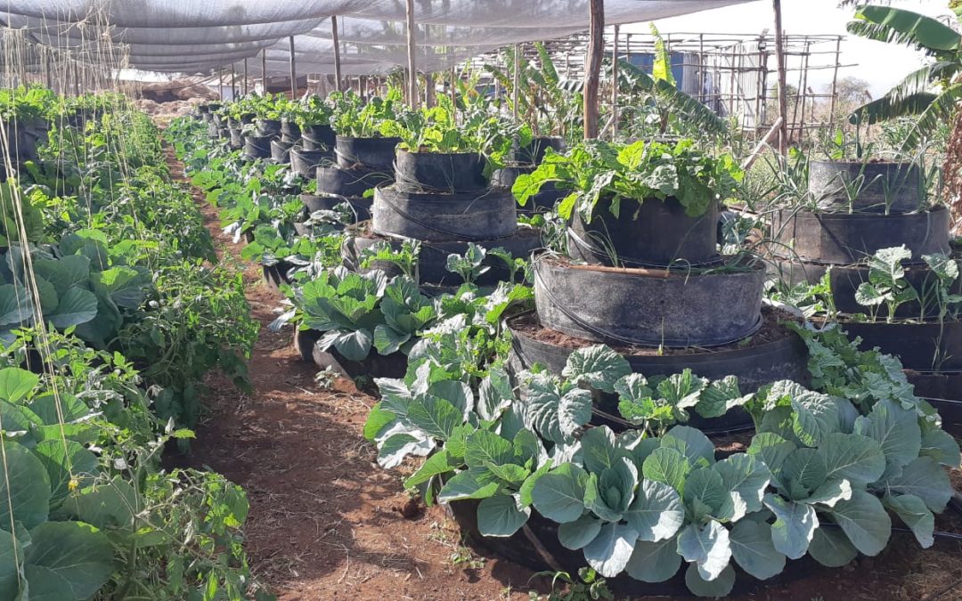 Vijana nchini wahimizwa kukumbatia kilimo bustani