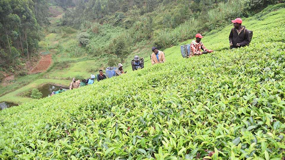 Majani Chai aina ya Othodox yazinduliwa mnadani Mombasa