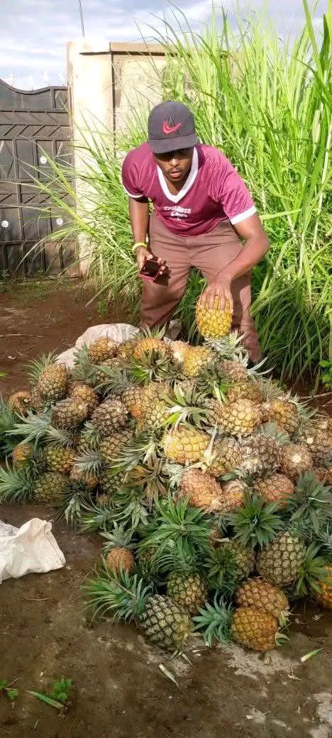 Wakulima wa Mananasi Magarini walilia soko